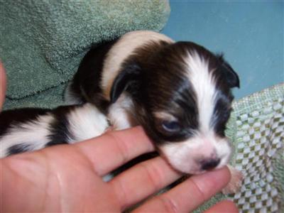 Papillon puppies for sale